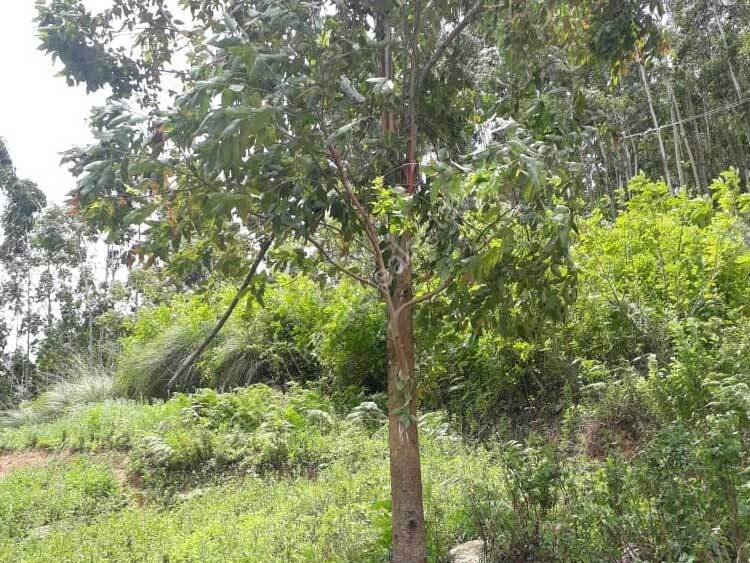 3.5 Acers Land for Sale at Vattavada, Idukki Kerala Real Estate