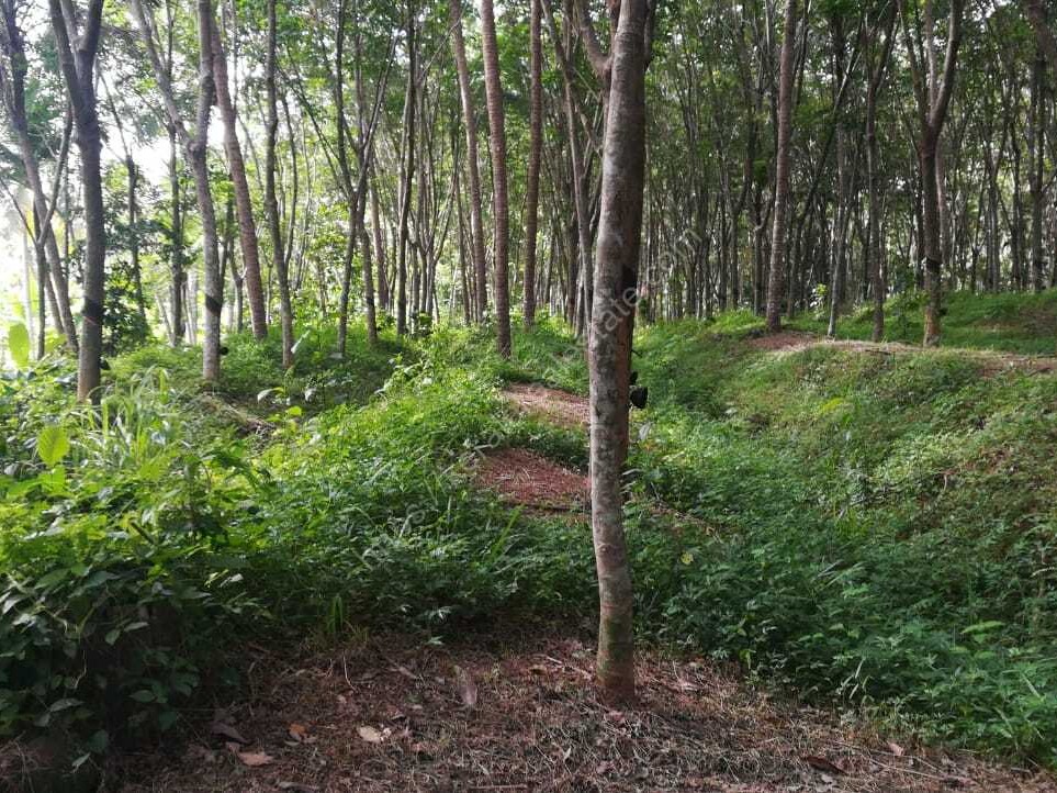 1.5 acre land for sale Kerala Real Estate