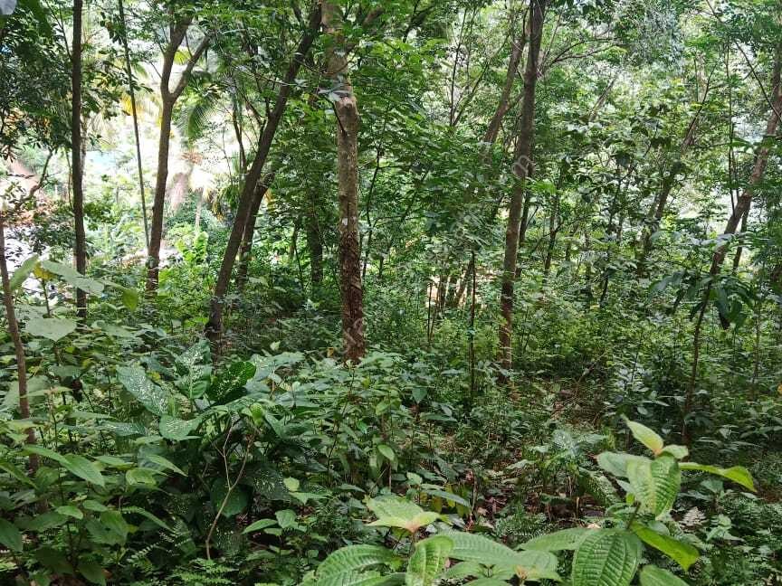 PLOT FOR SALE KALLAYAM Kerala Real Estate