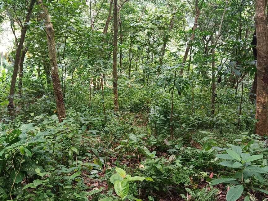 PLOT FOR SALE KALLAYAM Kerala Real Estate