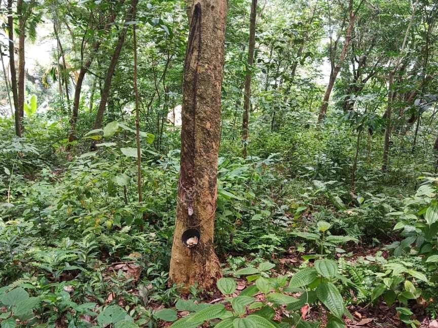 PLOT FOR SALE KALLAYAM Kerala Real Estate