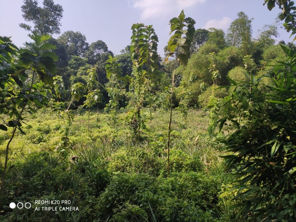 Riverside Attractive Residential Plot for sale Kerala Real Estate