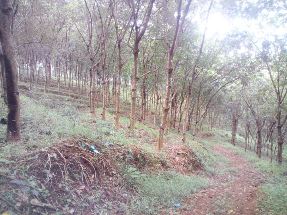 2 Acre Rubber Plantation For Sale Near Meenadam Kottayam Kerala Real Estate