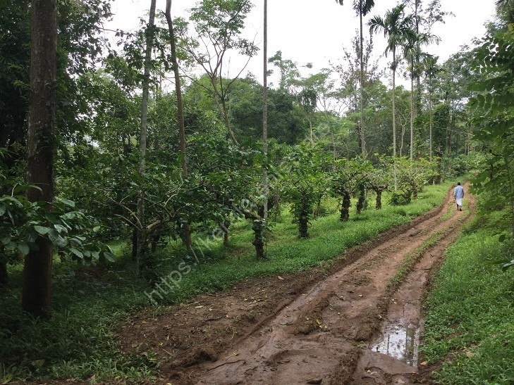 6 ACRES OF PLANTATION FOR SALE AT MEENANGADI,WAYANAD Kerala Real Estate