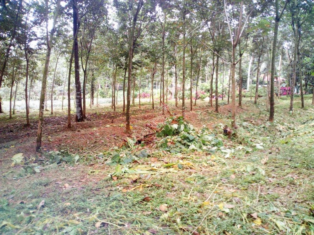 Rubber deals price kottayam