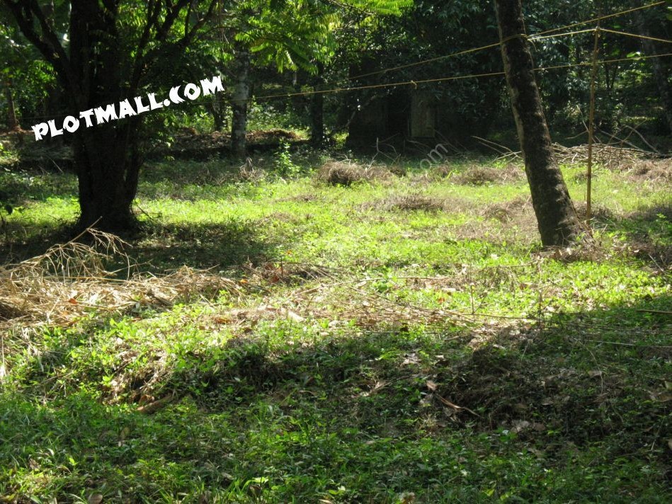 Agriculture Land for rent in Muzhakkunnu. Farm Land for rent in