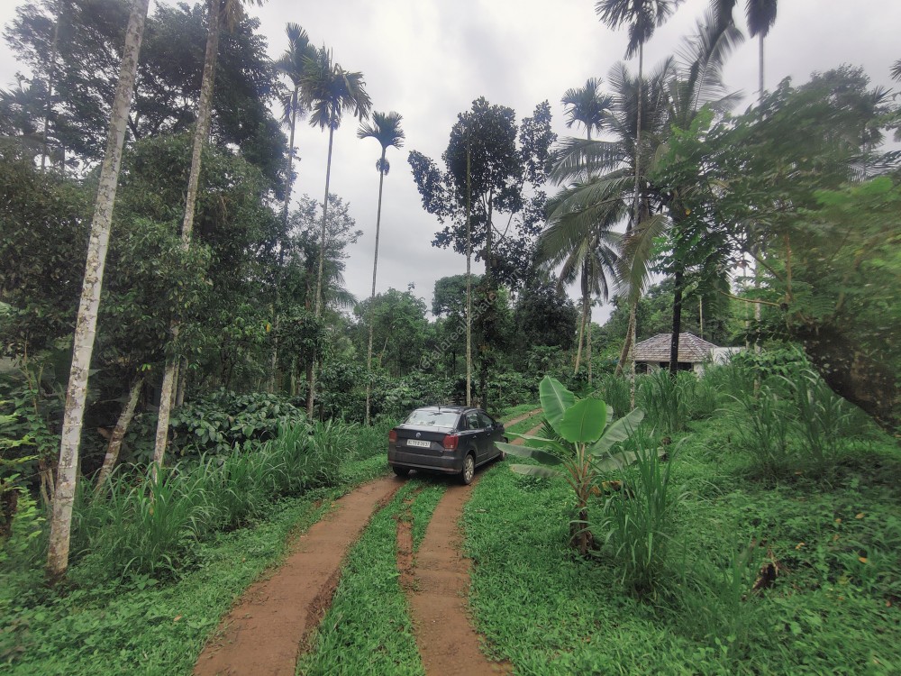 FARM AND FARMHOUSE FOR SALE AT MEENANGADI, WAYANAD Kerala Real Estate