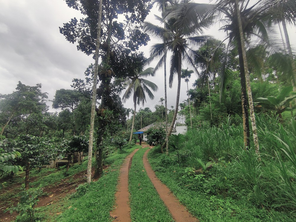 FARM AND FARMHOUSE FOR SALE AT MEENANGADI, WAYANAD Kerala Real Estate