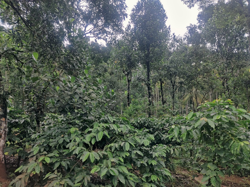 FARM AND FARMHOUSE FOR SALE AT MEENANGADI, WAYANAD Kerala Real Estate