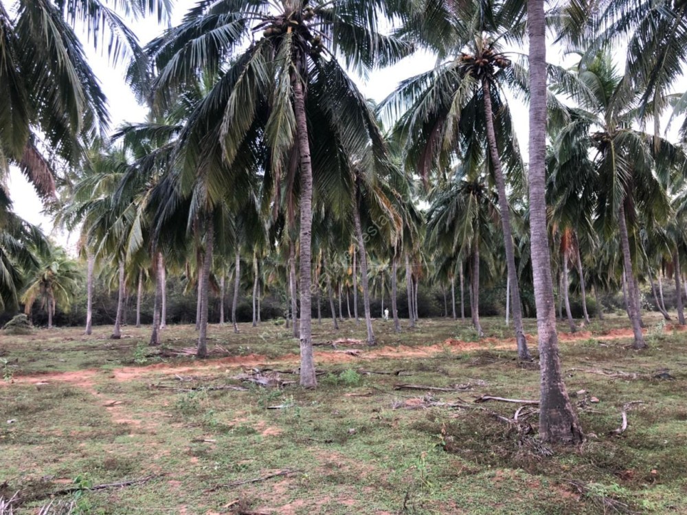 Plantation (Coconuts , Mango, Cashew, Teak, Milk) for Sale at