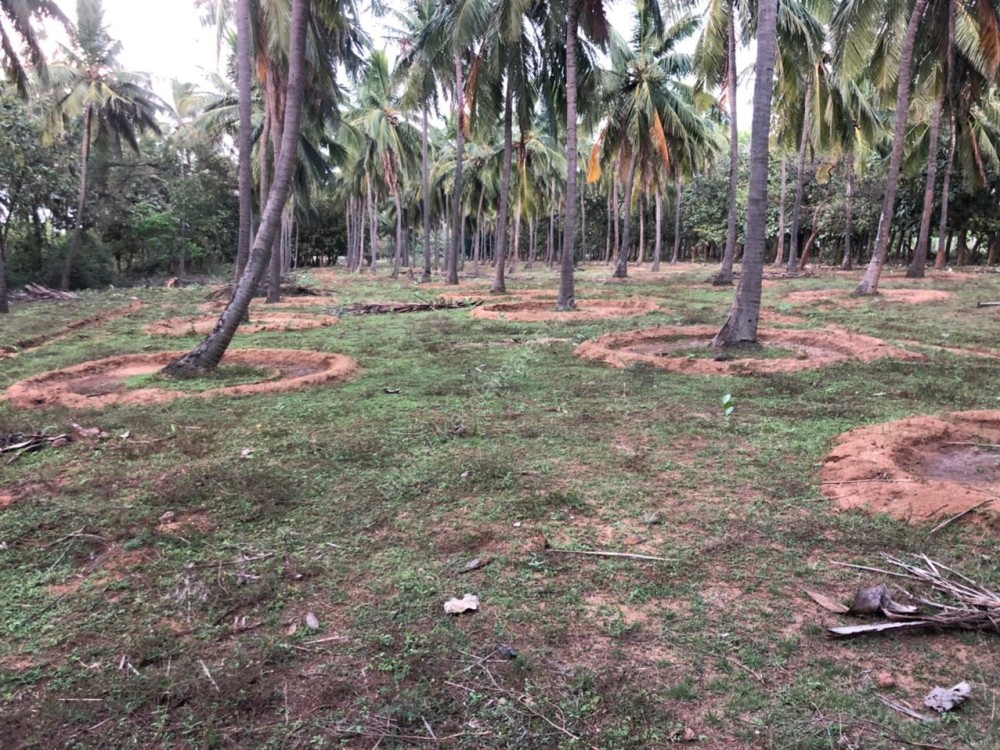 Plantation (Coconuts , Mango, Cashew, Teak, Milk) for Sale at