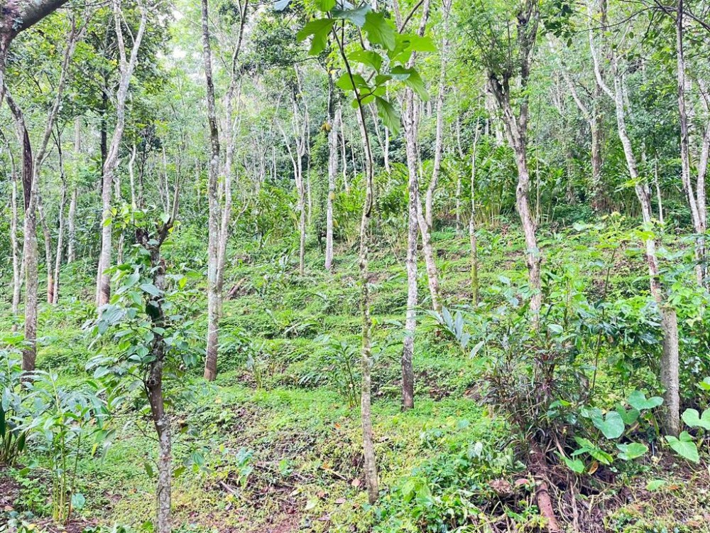 7 Acres of Agricultural Land for Sale at Kalthotty, Idukki Kerala