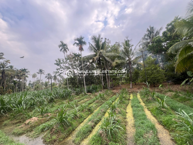 Land for Sale at Kuttipuzha, Kunnukara, Ernakulam