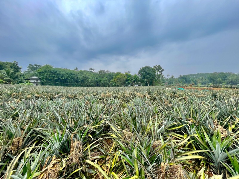 1.5 Acre of Residential Land (Purayidom) for Sale at Kalloor in Kalloorkkad Panchayath, Muvattupuzha