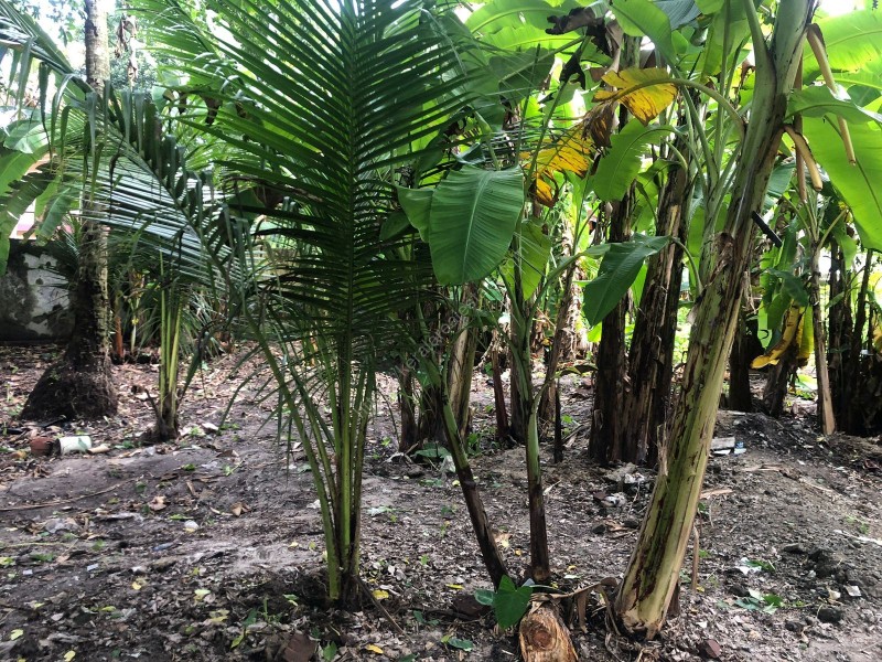11.3 Cents of Prime Residential Land for Sale at Kacheripadi, Palluruthy, Ernakulam