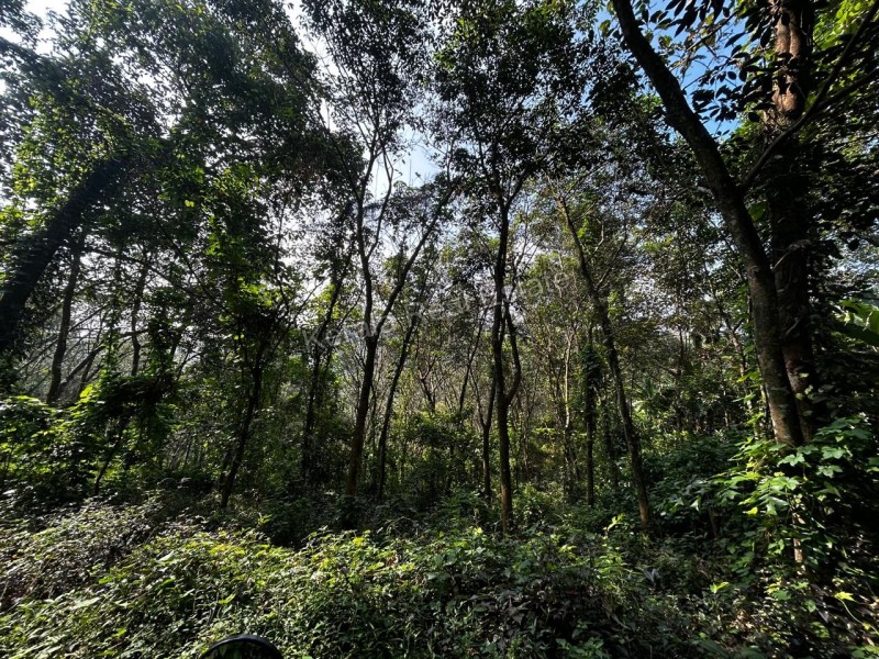 Rubber Plantation for Sale at Ranni, Pathanamthitta 