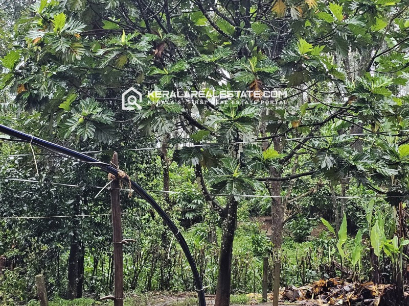 Cardamom Plantation for Sale in Vandamedu, Idukki
