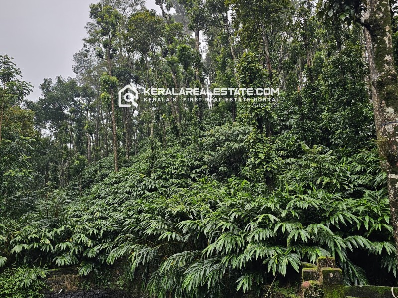 Cardamom Plantation for Sale in Vandamedu, Idukki