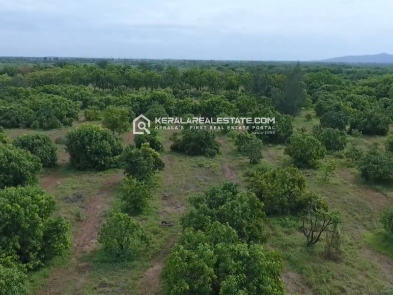 Farm Land for Sale in Thathankulam, Tamilnadu