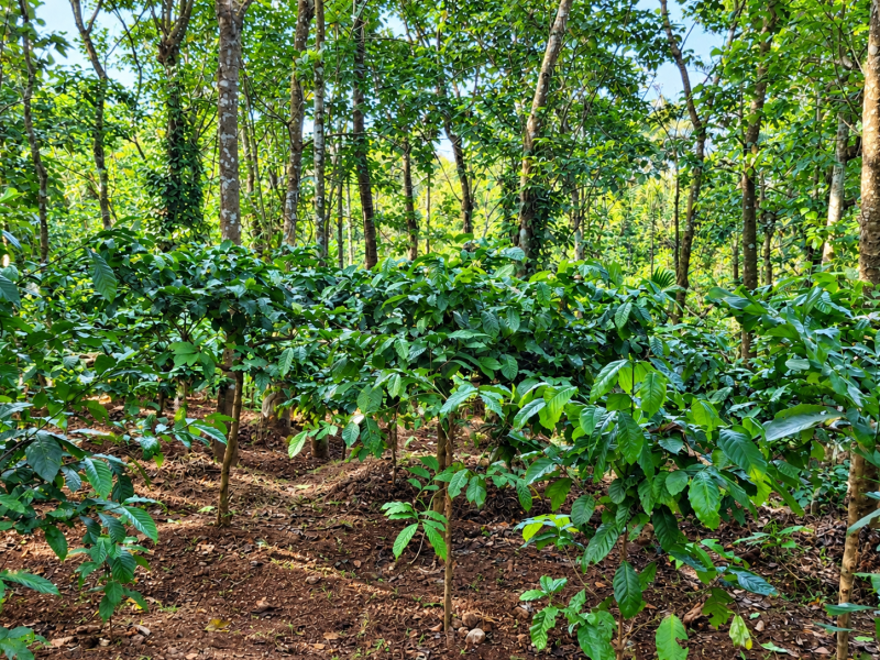 91 Cents Agricultural Land for Sale in Irulam, Wayanad
