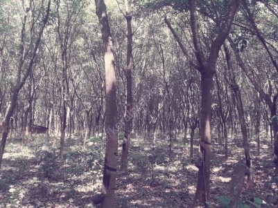 5 acre Rubber Plantation at Kalaketty, Kanjirapally