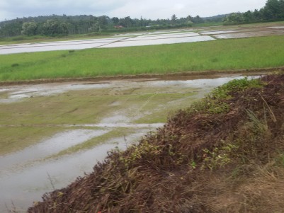 10 Acres of Paddy field for sale at Meenangadi, Wayanad 