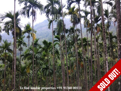 37.5 Acres of yielding Areca nut plantations for sale at Nilambur, Malappuram