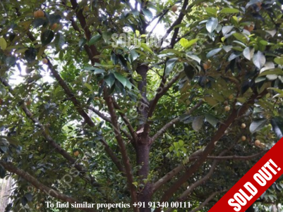 12.5 Acres of yielding plantations for sale at Thelpara, Nilambur, Malappuram