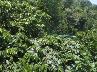 2 Acres of Agricultural land for sale at Mananthavady, Wayanad