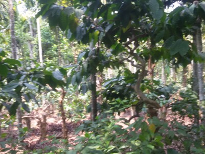 6 Acres of Multy crops  land for sale at Kalpetta,Wayanad.