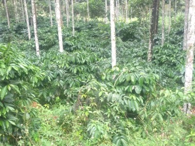 2.5 Acres of Coffee Plantation for Sale at Vythiri, Wayanad..