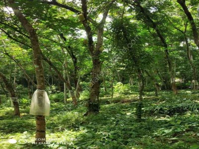 Rubber Plantation for Sale at Arikuzha, Thodupuzha, Idukki.