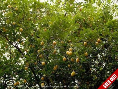 25 Acres River Side property in kochi, Ernakulam.