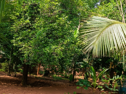 Prime Plots for Sale in Pudukkad, Thrissur