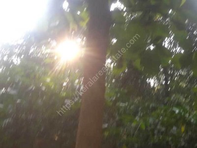 6 Acre Multi crops land for sale at Sulthan Bathery, Wayanad