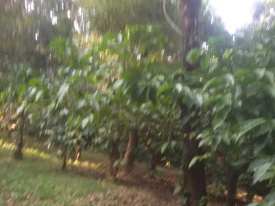 8 Acre Agricultural land for sale at Mananthavady, Wayanad
