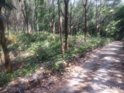 3.25 Acre Rubber Plantation for sale near Marangattupilly, Kottayam