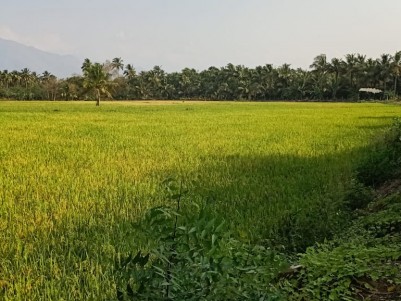 1 Acre Paddy Land for sale at Nallepilly, Chittur, Palakkad