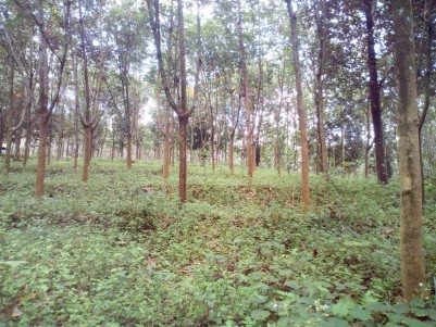 11 Acre Rubber Plantation for sale near Paika,Kottayam