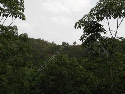 5.3 Acres of Plantation for sale at Manjeswaram,Kasargod