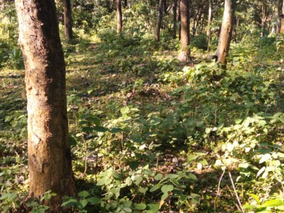1 Acre Rubber Plantation for Sale at Maneed, Piravom