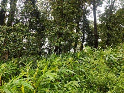 25 Acre cardamom plantation for sale at Munnar,Idukki