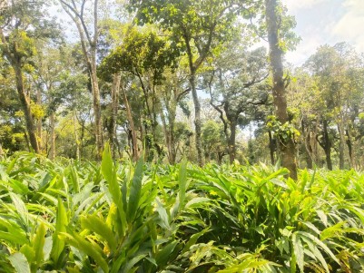 10 Acre Cardamom Plantation for sale @ Udumpanchola, Idukki