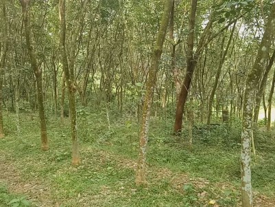 50 Cent Land with Rubber Plantation Ideal for House Construction at Arayankavu,Kottayam