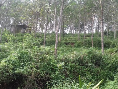3 Acre Rubber Plantation for sale near Marangattupilly, Kottayam