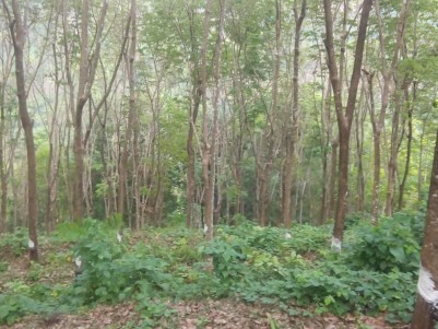 1 Acre Rubber plantation for sale near Chittar Town, Meenkuzhi, Pathanamthitta