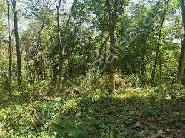 52 Cent of Original Land for sale at Thekkumala,near Koppam,Palakkad