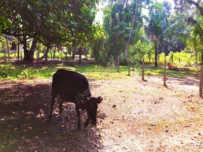 12 Cents of Square plot for sale Near Chingoli (Krishnendhu) Ayurvedha Hospital, Alappuzha