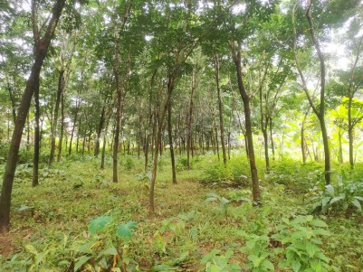 70 Cents of Rubber Plantation for sale at Karukachal, Kottayam