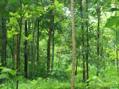 1.78 Acres Land with Tapping Rubber trees and Coconut trees for Sale at Erumapetty, Thrissur